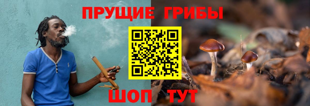 Псилоцибиновые грибы мицелий Тутаев